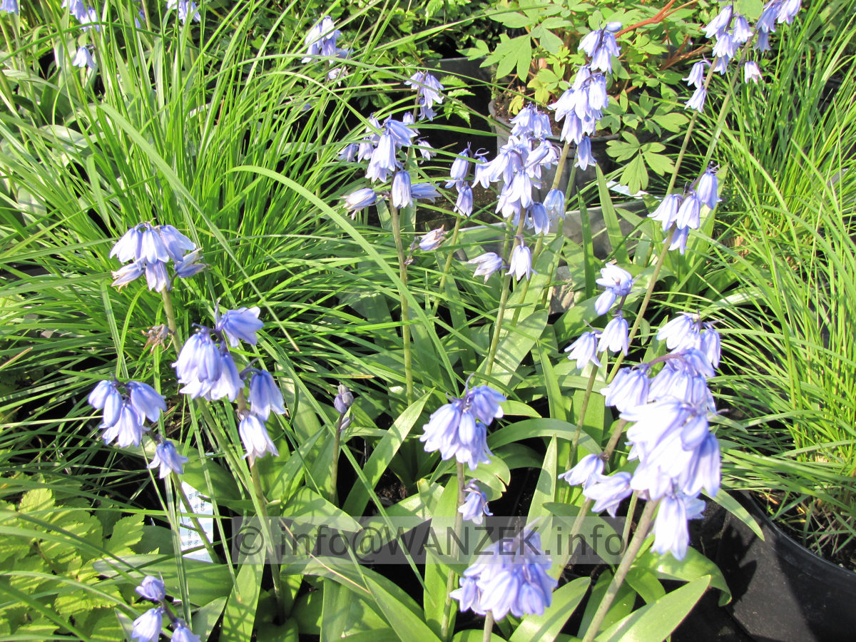 Hyacinthoides hispanica Excelsior.JPG
